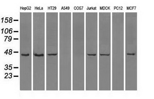 NF45 / ILF2 Antibody - Western blot of extracts (35 ug) from 9 different cell lines by using anti-ILF2 monoclonal antibody.