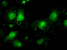 NF45 / ILF2 Antibody - Anti-ILF2 mouse monoclonal antibody  immunofluorescent staining of COS7 cells transiently transfected by pCMV6-ENTRY ILF2.
