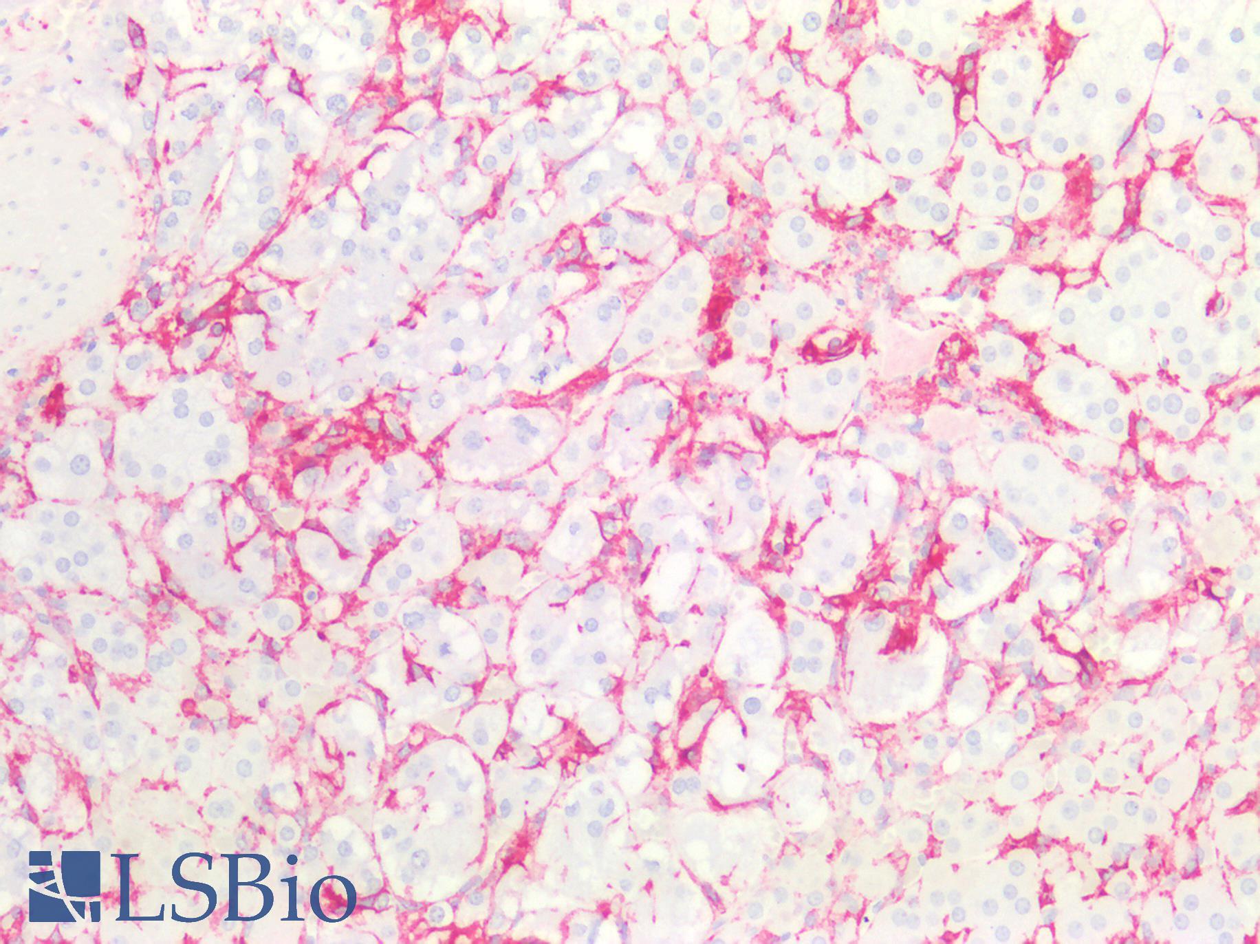 NGFR / CD271 / TNR16 Antibody - Human Adrenal: Formalin-Fixed, Paraffin-Embedded (FFPE)
