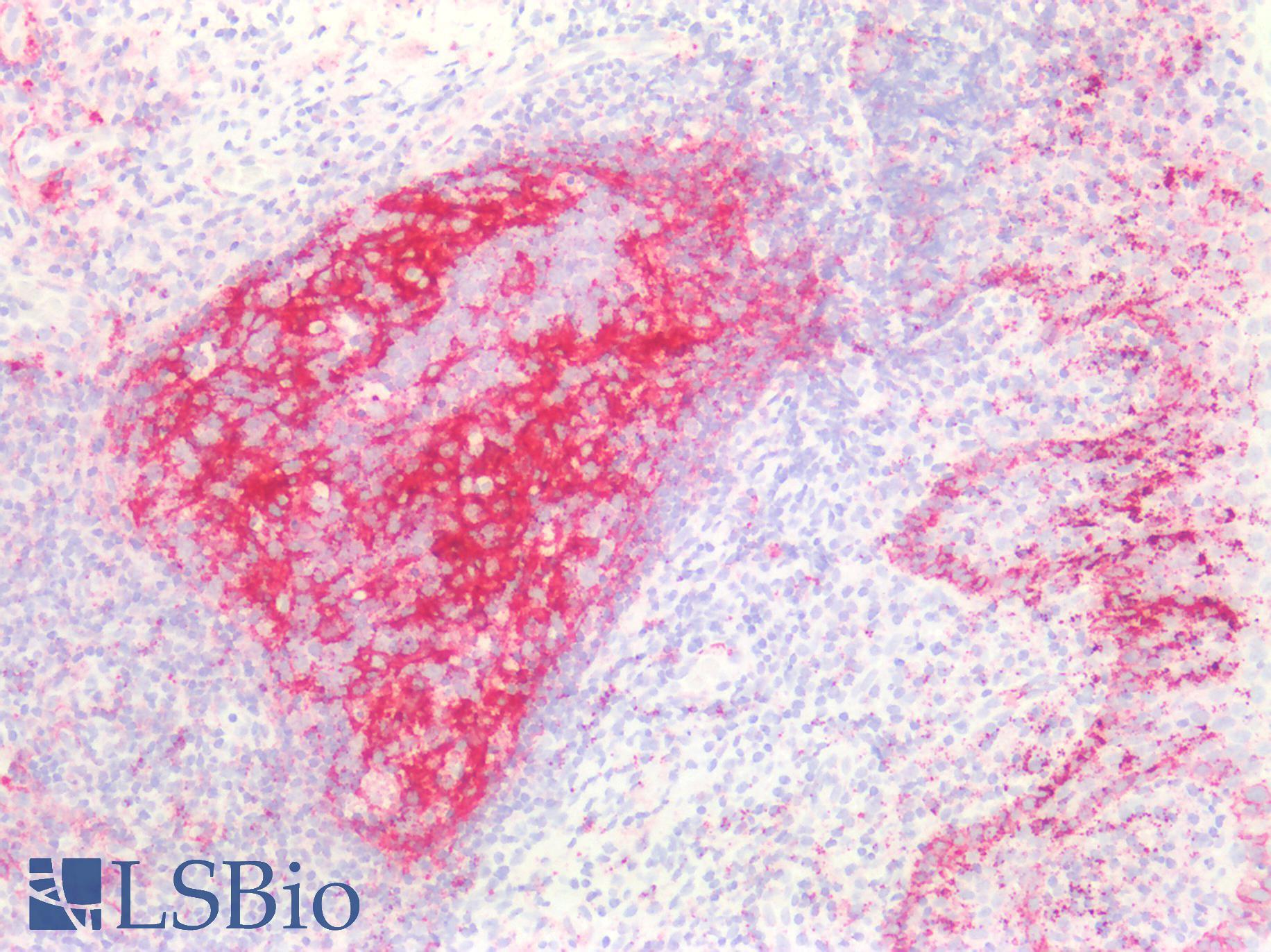 NGFR / CD271 / TNR16 Antibody - Human Tonsil: Formalin-Fixed, Paraffin-Embedded (FFPE)