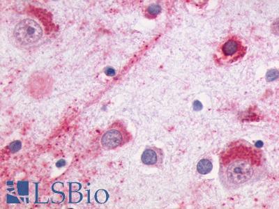 NMUR2 Antibody - Brain, cortex, neurons and glia