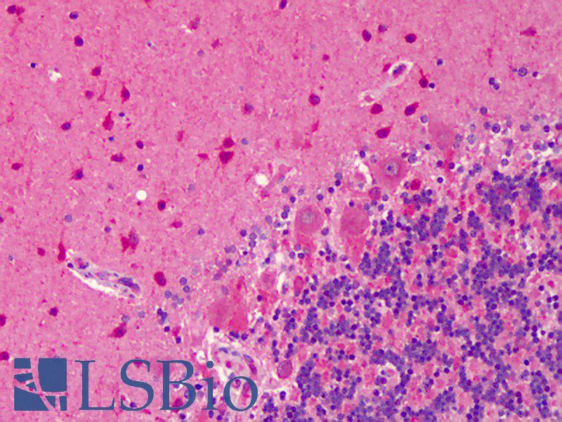 NOS1 / nNOS Antibody - Anti-nNOS / NOS1 antibody IHC of human brain, cerebellum. Immunohistochemistry of formalin-fixed, paraffin-embedded tissue after heat-induced antigen retrieval. Antibody concentration 5 ug/ml.