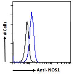 NOS1 / nNOS Antibody - NOS1 / nNOS antibody flow cytometric analysis of paraformaldehyde fixed Kelly cells (blue line), permeabilized with 0.5% Triton. Primary incubation 1hr (10ug/ml) followed by Alexa Fluor 488 secondary antibody (2ug/ml). IgG control: Unimmunized goat IgG (black line) followed by Alexa Fluor 488 secondary antibody.