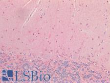 NOS1 / nNOS Antibody - Human Brain, Cerebellum: Formalin-Fixed, Paraffin-Embedded (FFPE)