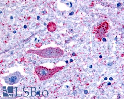 NPBWR2 / GPR8 Antibody - Brain, Medulla, Hypoglossal nucleus
