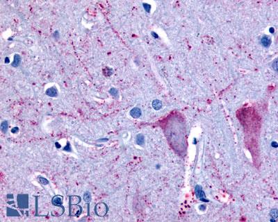 NPBWR2 / GPR8 Antibody - Brain, cortex, neurons