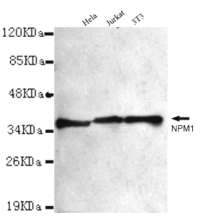 NPM1 / NPM / Nucleophosmin Antibody - NPM1 antibody at 1/1000 dilution Lane1: HeLa whole cell lysate 40 ug/Lane Lane2: Jurkat whole cell lysate 40 ug/Lane Lane3: HeLa whole cell lysate 40 ug/Lane Lane4: 3T3 whole cell lysate 40 ug/Lane P.