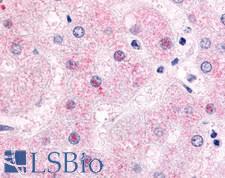 NR0B2 Antibody - Anti-NR0B2 antibody IHC of human liver, hepatocytes. Immunohistochemistry of formalin-fixed, paraffin-embedded tissue after heat-induced antigen retrieval.