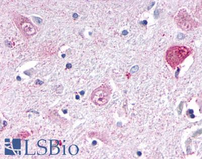 NR1D1 Antibody - Anti-NR1D1 antibody IHC of human brain, thalamus. Immunohistochemistry of formalin-fixed, paraffin-embedded tissue after heat-induced antigen retrieval.