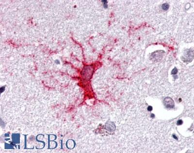 NR1D1 Antibody - Brain, Putamen, neurons and glia