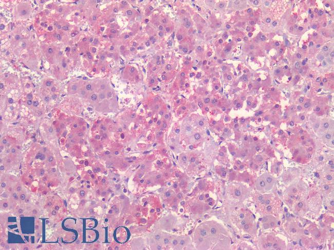 NR5A1 / SF1 Antibody - Human Adrenal: Formalin-Fixed, Paraffin-Embedded (FFPE)