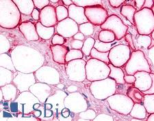 NR5A2 / LRH-1 Antibody - Anti-LRH-1 / NR5A2 antibody IHC of human adipocytes. Immunohistochemistry of formalin-fixed, paraffin-embedded tissue after heat-induced antigen retrieval. Antibody dilution 7 ug/ml.