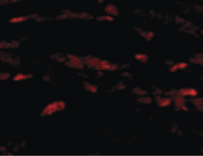 NRN1 / Neuritin Antibody - Immunofluorescence of Neuritin in Mouse Heart cells with Neuritin antibody at 20 ug/ml.