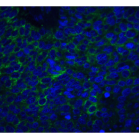 NRN1 / Neuritin Antibody - Immunofluorescence of Neuritin in human brain tissue with Neuritin antibody at 20 µg/mL.Green: Neuritin Antibody  Blue: DAPI staining