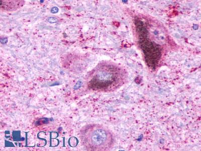 NTSR2 / NTR2 Antibody - Brain, substantia nigra