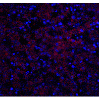 OCLN / Occludin Antibody - Immunofluorescence of OCLN in human liver tissue with OCLN antibody at 20 µg/ml.