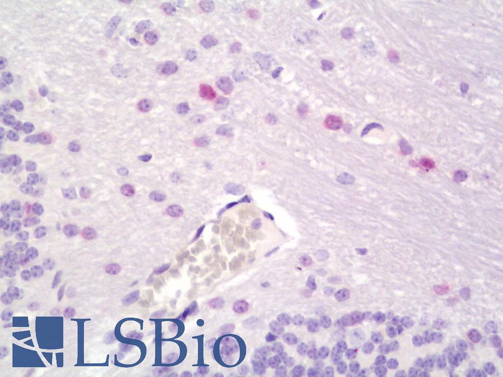 OLIG1 Antibody - Mouse Brain, Cerebellum: Formalin-Fixed, Paraffin-Embedded (FFPE) 