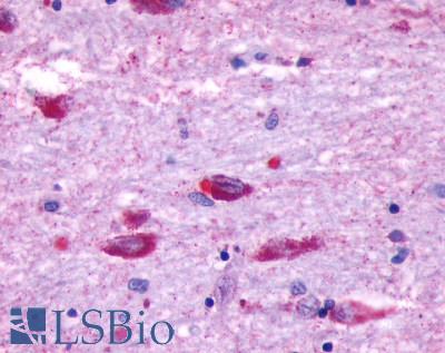 OPN5 / Neuropsin Antibody - Brain, Hypothalamus, neurons