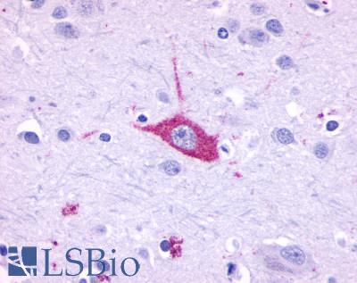 OPN5 / Neuropsin Antibody - Brain, Cortex, neurons and glia
