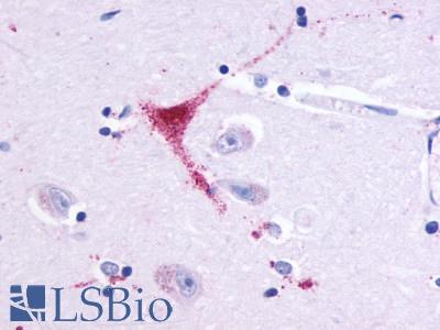OR51E1 Antibody - Brain, Amygdala, neurons and glia