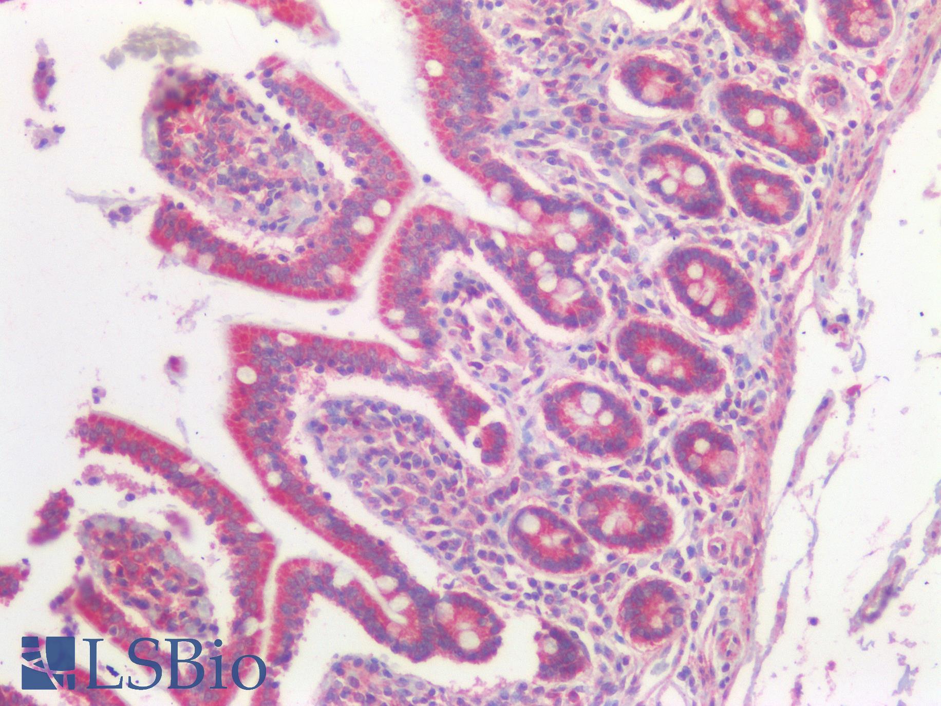 Osteocalcin Antibody - Human Small Intestine: Formalin-Fixed, Paraffin-Embedded (FFPE)