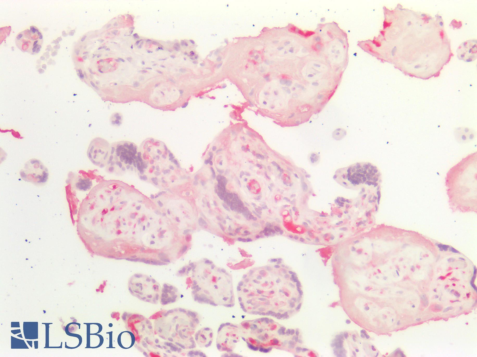 Osteonectin / SPARC Antibody - Human Placenta: Formalin-Fixed, Paraffin-Embedded (FFPE)