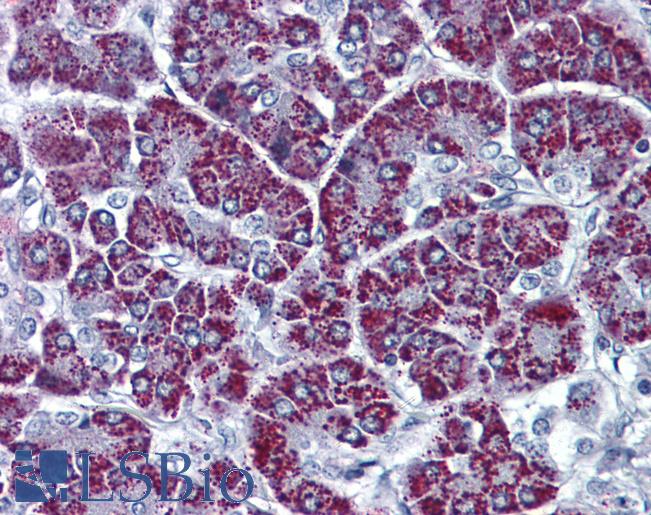 P2RX3 / P2X3 Antibody - Anti-P2RX3 / P2X3 antibody IHC of human pancreas. Immunohistochemistry of formalin-fixed, paraffin-embedded tissue after heat-induced antigen retrieval.