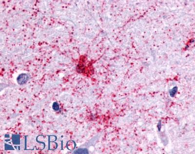 P2Y13 / P2RY13 Antibody - Brain, Protoplasmic Astrocyte