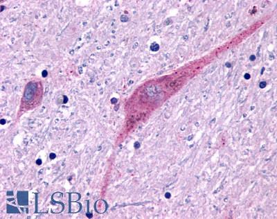 P2Y13 / P2RY13 Antibody - Brain, substantia nigra