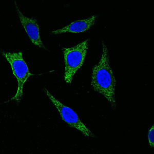 Pan Cytokeratin Antibody - Confocal immunofluorescence of methanol-fixed Eca-109 cells using Cytokeratin (Pan) mouse monoclonal antibody (green), showing cytoplasmic localization. Blue: DRAQ5 fluorescent DNA dye.
