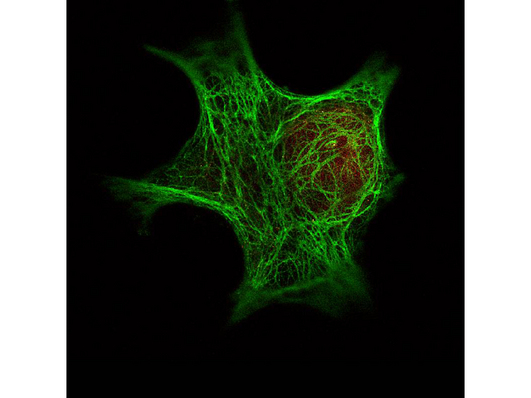 Pan Cytokeratin Antibody - Immunofluorescence Microscopy- Anti-Keratin Antibody. Immunofluorescence Microscopy of Anti-Keratin antibody was used with Dylight 488 goat anti-mouse (shown in green) to detect Keratin by Immunofluorescence. In the same experiment, polyclonal Anti-HDAC-1 antibody was used with Atto425 Anti-Rabbit IgG (shown in red) to detect HDAC-1. Data was collected on a STED-CW TCS-SP5 Confocal system (Leica Microsystems) equipped with a DFC 350FX camera allowing sequential acquisition in wide-field, confocal and STED CW imaging modes and provided courtesy of: Myriam Gastard, PhD, personal communication, Leica Microsystems, Inc. USA.