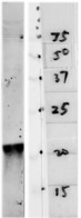 PARK7 / DJ-1 Antibody - Western blot of whole HeLa cell lysates probed with PARK7 / DJ-1 antibody antibody to DJ-1. Note that the strong single band running at about 21kDa corresponds to DJ-1.