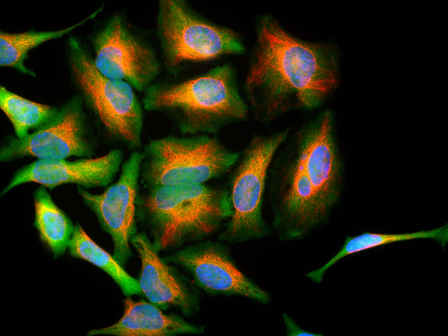 PARK7 / DJ-1 Antibody - HeLa cells stained with PARK7 / DJ-1 antibody (green), and chicken antibody to vimentin (red) and DNA (blue). PARK7 / DJ-1 antibody antibody reveals strong cytoplasmic staining for DJ-1.