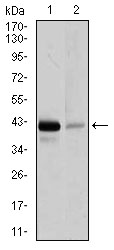 PAX5 Antibody - Western blot using PAX5 mouse monoclonal antibody against Raji (1), and EVC-304 (2) cell lysate.