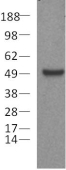 PAX5 Antibody - Daudi cell lysates prepared under reducing conditions were resolved by SDS-PAGE then immunoblotted with 2 ug/ml of anti-mouse/human Pax5 antibody. Bands were visualized using HRP-conjugated anti-rat IgG.