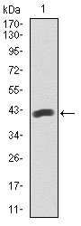PAX5 Antibody - Western blot using PAX5 monoclonal antibody against human PAX5 recombinant protein. (Expected MW is 41.2 kDa)