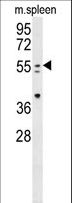 PAX7 Antibody - PAX7 Antibody western blot of mouse spleen tissue lysates (35 ug/lane). The PAX7 antibody detected the PAX7 protein (arrow).