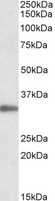 PCNA Antibody - PCNA antibody (0.05 ug/ml) staining of Jurkat lysate (35 ug protein in RIPA buffer). Primary incubation was 1 hour. Detected by chemiluminescence.