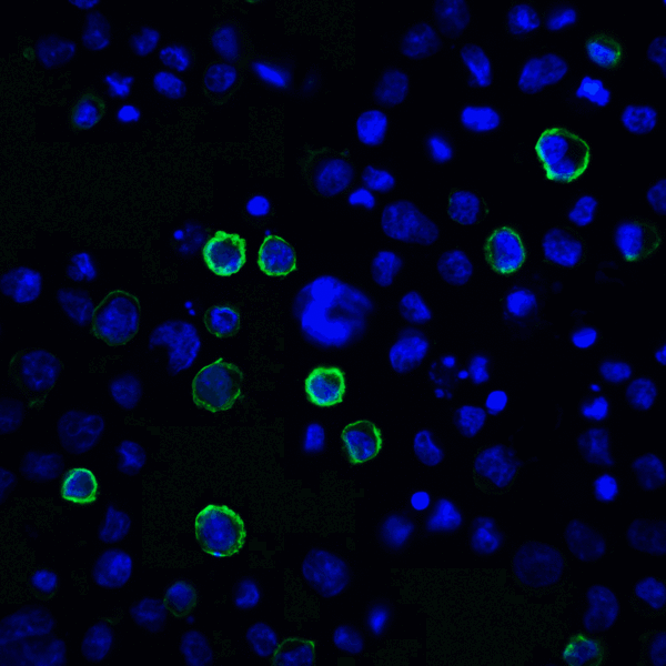 PD-L2 / PDCD1LG2 / CD273 Antibody - Immunofluorescence of PD-L2 in transfected HEK293 cells with PD-L2 antibody at 20 ug/mL. Green: PDL2 Antibody [10H6] Blue: DAPI staining