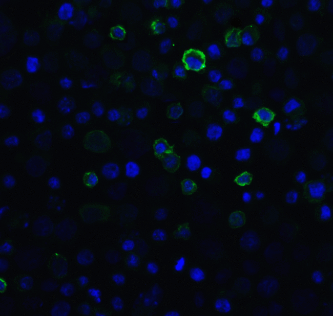 PDCD1 / CD279 / PD-1 Antibody - Immunofluorescence of PD-1 in in overexpressing HEK293 cells with PD-1 antibody at 20 ug/mL. Green: PD1 Antibody [5D3] Blue: DAPI staining