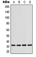 PDCD1 / CD279 / PD-1 Antibody - Western blot analysis of CD279 expression in THP1 (A); HepG2 (B); mouse liver (C); H9C2 (D) whole cell lysates.