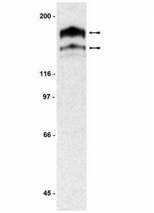 PDGFRA / PDGFR Alpha Antibody - Western Blot analysis of 3T3/NIH cell lysate using LS-B6056 (1:500).