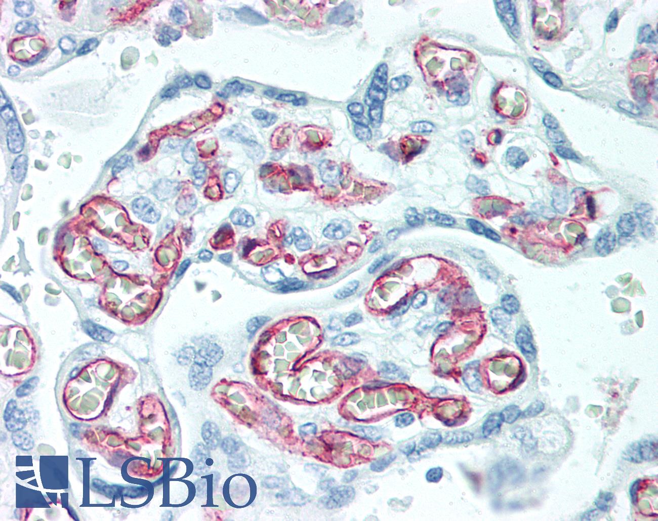 PECAM-1 / CD31 Antibody - Human Placenta: Formalin-Fixed, Paraffin-Embedded (FFPE)