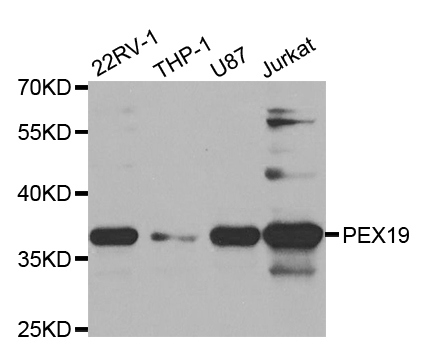 PEX19 Antibody - Western blot analysis of extracts of various cell lines.