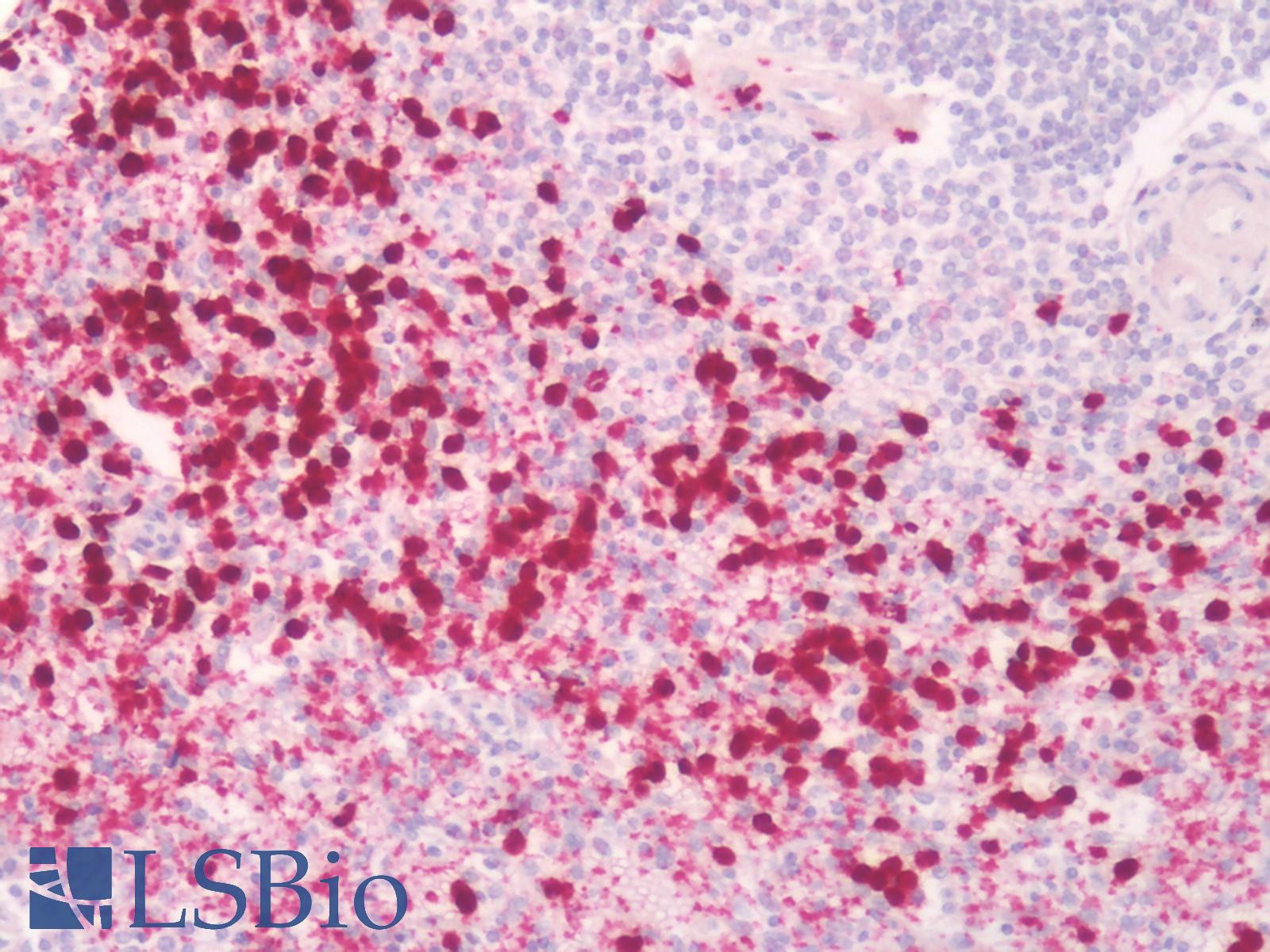 PGES / PTGES Antibody - Human Spleen: Formalin-Fixed, Paraffin-Embedded (FFPE)
