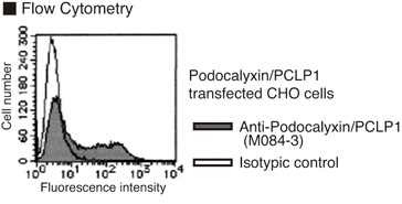 PODXL / Podocalyxin Antibody