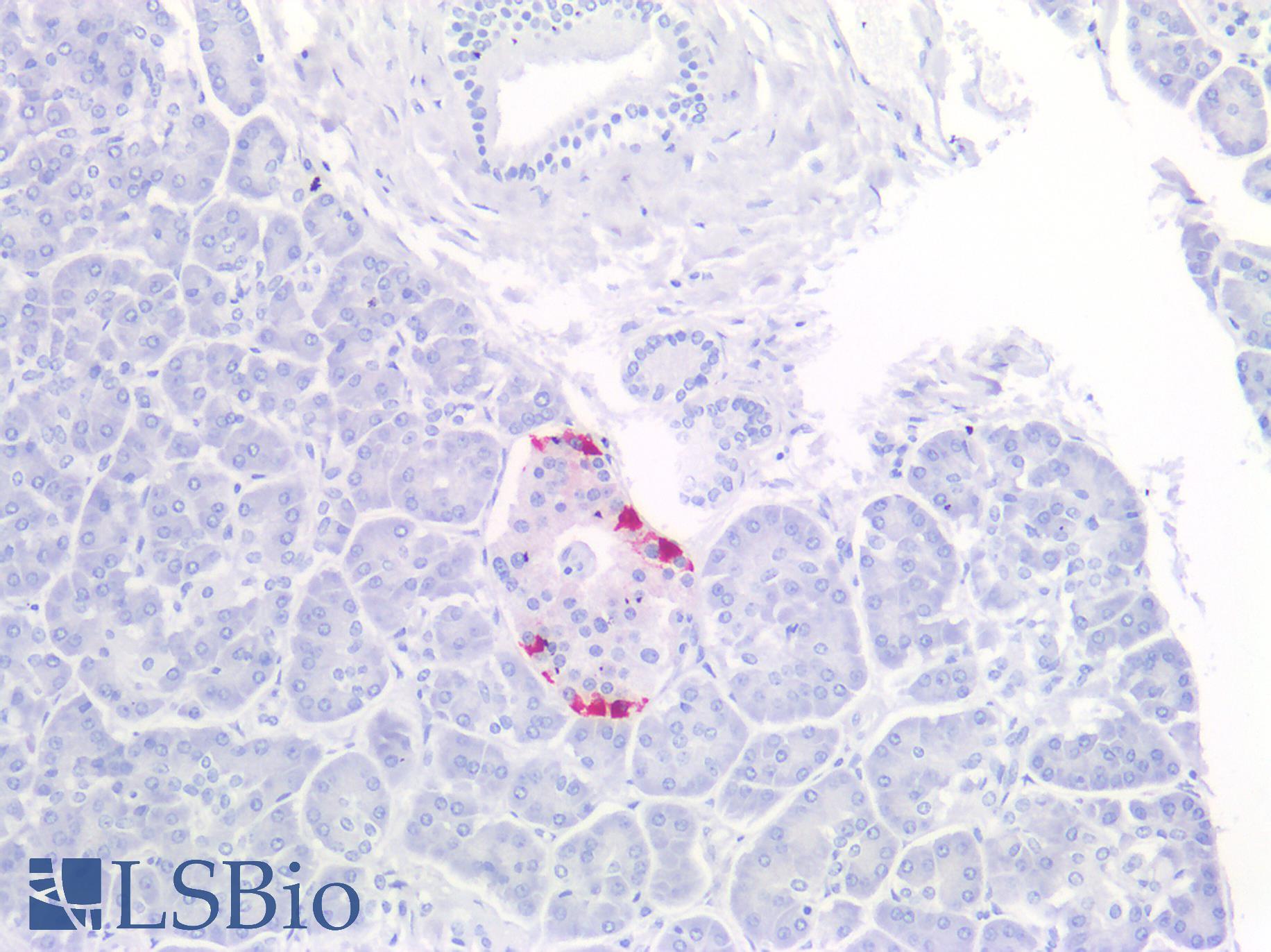 PPY / Pancreatic Polypeptide Antibody - Human Pancreas, Islet of Langerhans: Formalin-Fixed, Paraffin-Embedded (FFPE)