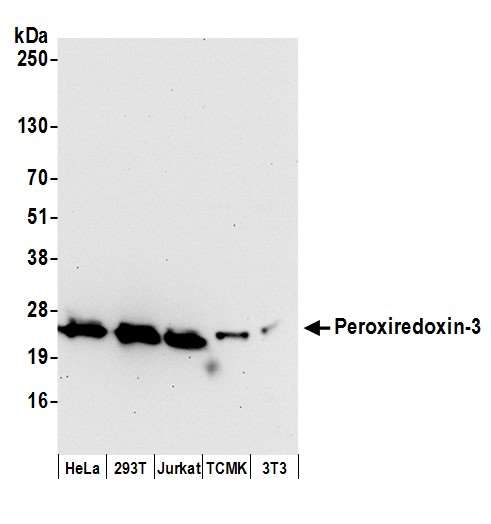 PRDX3 / Peroxiredoxin 3 Antibody - Detection of human and mouse Peroxiredoxin-3 by western blot. Samples: Whole cell lysate (50 µg) from HeLa, HEK293T, Jurkat, mouse TCMK-1, and mouse NIH 3T3 cells prepared using NETN lysis buffer. Antibodies: Affinity purified rabbit anti-Peroxiredoxin-3 antibody used for WB at 0.04 µg/ml. Detection: Chemiluminescence with an exposure time of 30 seconds.