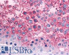 PRNP / PrP / Prion Antibody - Anti-PRNP antibody IHC of human testis. Immunohistochemistry of formalin-fixed, paraffin-embedded tissue after heat-induced antigen retrieval. Antibody concentration 10 ug/ml.