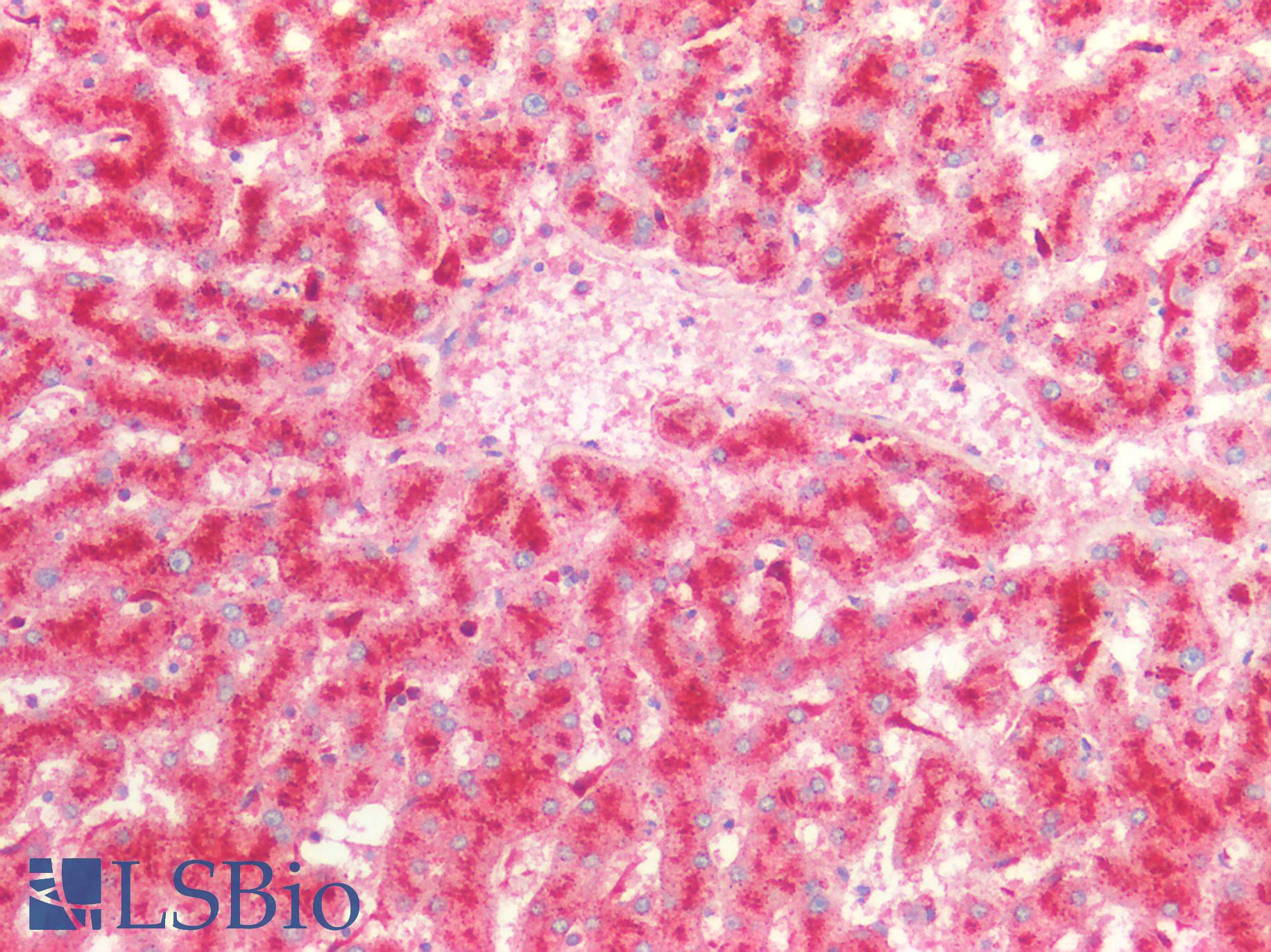 PSAP / Prosaposin Antibody - Human Liver: Formalin-Fixed, Paraffin-Embedded (FFPE)